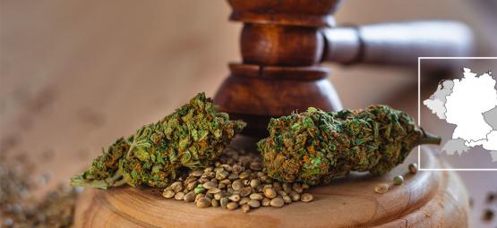 Saksa laillistaa kannabiksen vuonna 2024