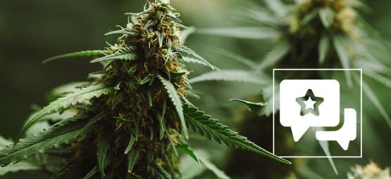 Kannabislajikearvostelu: Power Plant