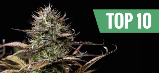 Top 10 autoflower kannabislajikkeet