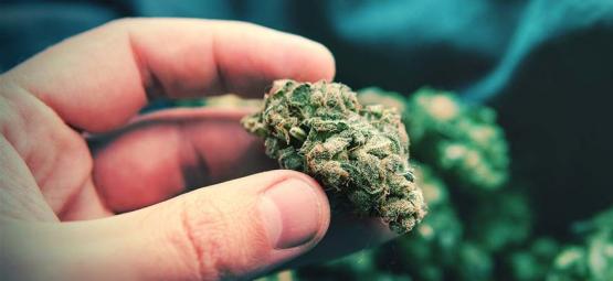 Popcorn-kannabiskukat: mitä ne ovat ja miten välttää ne