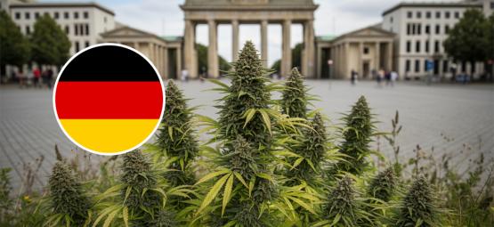 Parhaat kannabislajikkeet ulkokasvatukseen Saksassa