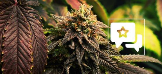 Blue Widow: kannabislajikkeen arvostelu ja tiedot