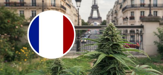 Parhaat kannabislajikkeet ulkokasvatukseen Ranskassa