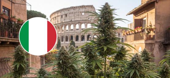 10 parasta kannabislajiketta ulkona kasvatettavaksi Italiassa