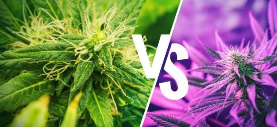 Ymmärrä kush- ja haze-lajikkeiden erot