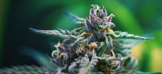 Parhaat CBD- ja THC-kannabislajikkeet kivunlievitykseen