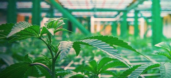 Miten kannabiksen vertikaalikasvatus toimii
