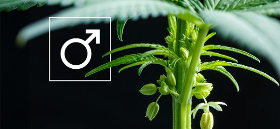 Mitä tehdä kannabiksen urospuolisille kasveille?