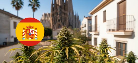 Parhaat lajikkeet ulkokasvatukseen Espanjassa