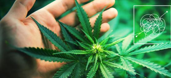 Vaikeita kasvattaa, mutta palkitsevia kannabislajikkeita