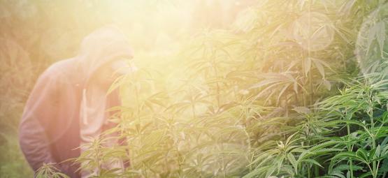 Parhaat kannabislajikkeet sissikasvatukseen