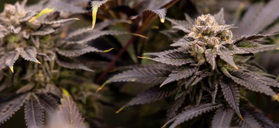Top 25 hedelmäistä kannabislajiketta [2026]
