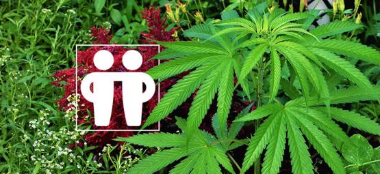Kumppanikasvit, jotka hoivaavat ja suojaavat kannabissatoasi