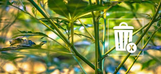 Mitä tehdä kannabiksen ylijääneille varsille
