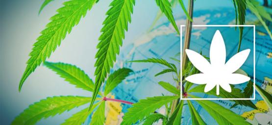 Missä kannabista saa polttaa laillisesti Euroopassa