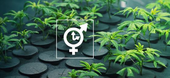 Onnistuuko Autoflower-lajikkeen kloonaaminen?