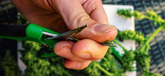 Kuinka puhdistaa kannabiksen trimmaussakset