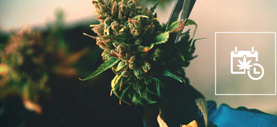Kuinka nopeuttaa kannabiksen kukintaa ja päästä korjuuseen aiemmin