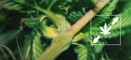 Kuinka ehkäistä kannabiskasvien venyminen