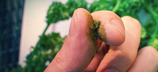 Mitä tehdä, kun kannabis tekee sormet tahmeiksi