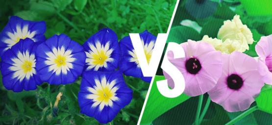 Kiertoköynnös vs. havaijilainen baby woodrose: mikä ero niillä on?
