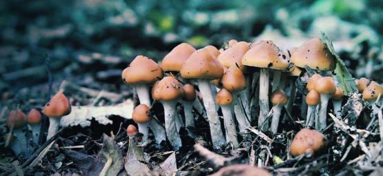 Mikä on Psilocybe azurescens ja miten sitä viljellään?