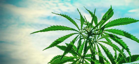 Parhaat kannabiksen siemenet lämpimään ilmastoon