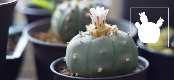 Lophophora decipiens: nopeammin kasvava peyote
