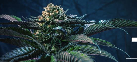 7 kannabislajiketta seitsemän kuolemansynnin mukaan