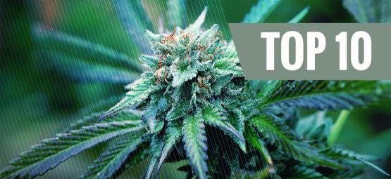 Top 10 lääkekannabislajiketta