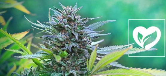 Onko kannabis vegaanista?