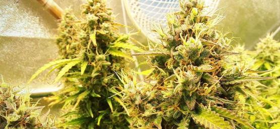 Onko kannabiksen foxtailing huono asia?