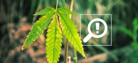 5 ongelmaa, joita voi ilmetä kannabiksen kukinnan aikana