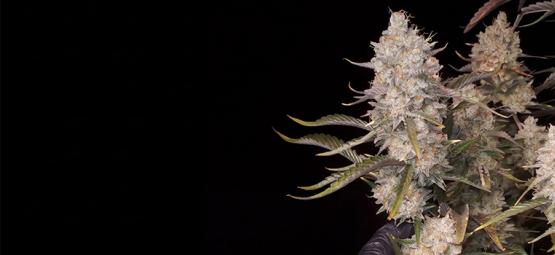 Top 5 runsassatoiset autoflower-lajikkeet