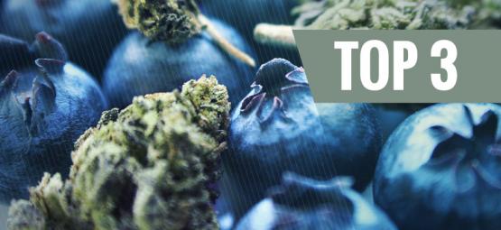 Blueberry-kannabiksen alkuperä ja 3 parasta Blueberry-lajiketta