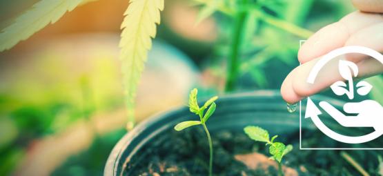 Kannabiksen kasvatuksen eri vaiheet ja miksi niillä on merkitystä