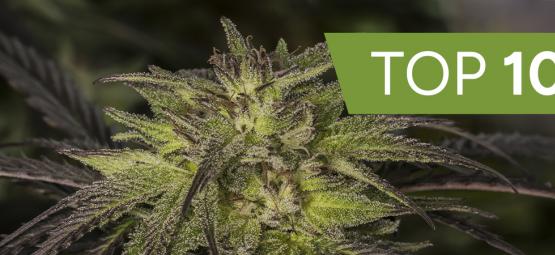 Top 10 hybrid-kannabislajikkeet