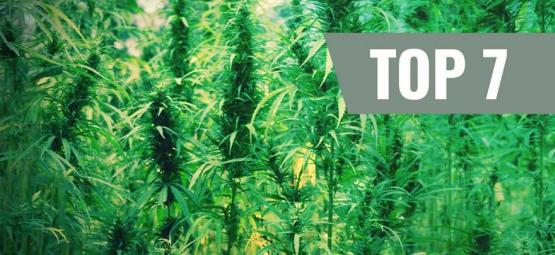 Top 7 alkuperäiset kannabislajikkeet ja niiden luojat