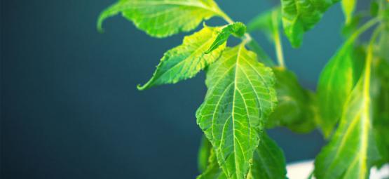 Näin käsittelet Salvia divinorum -kasvisi