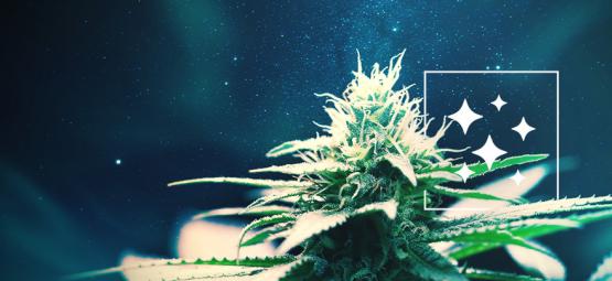 Northern Lightsin alkuperä ja Top 3 Northern Lights -kannabislajikkeet