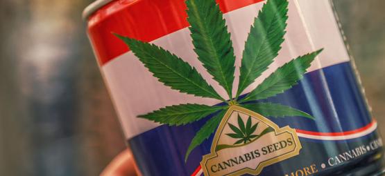 Nederwiet! Kaikki hollantilaisesta kannabiksesta ja Alankomaissa jalostetuista kolmesta huippulajikk