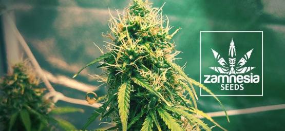 Uusi Zamnesia-lajike: Girl Scout Cookies