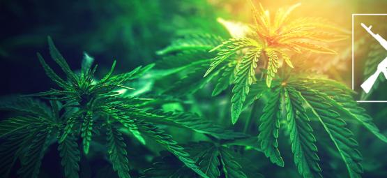 AK-47-kannabiksen alkuperä ja 3 parasta AK-47-lajiketta