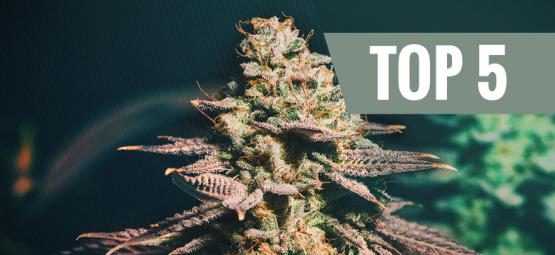 Top 5 kannabislajikkeet myöhään aloittaville kasvattajille