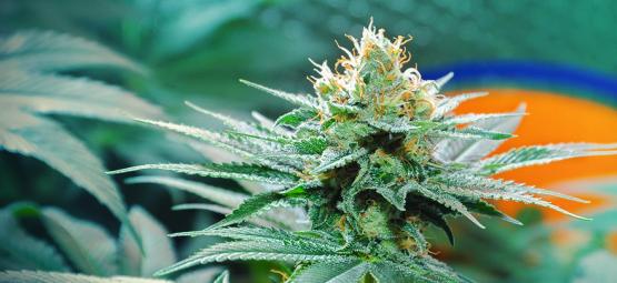 Amnesia-kannabiksen alkuperä ja kolme parasta Amnesia-lajiketta