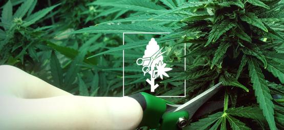 Kannabiskasvien 4 parasta leikkaustekniikkaa