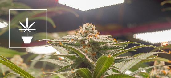 Parhaat kannabiksen siemenet sisäkasvatukseen