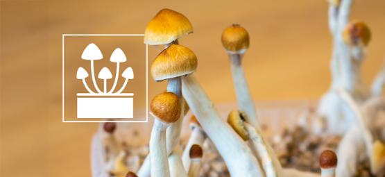 Kasvata jotain poikkeuksellista: Top 5 taikasienten kasvatussarjat