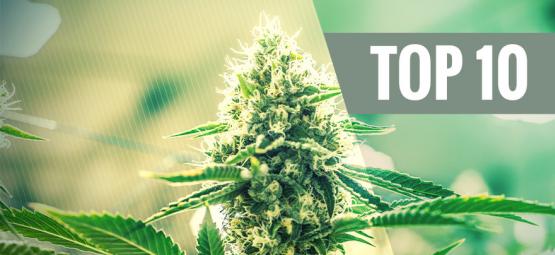 Top 10 kush-kannabislajikkeet