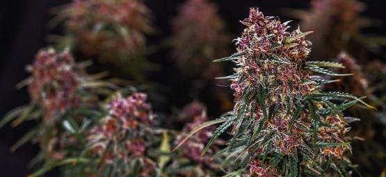 Vuoden 2026 10 nopeimmin kasvavaa kannabislajiketta